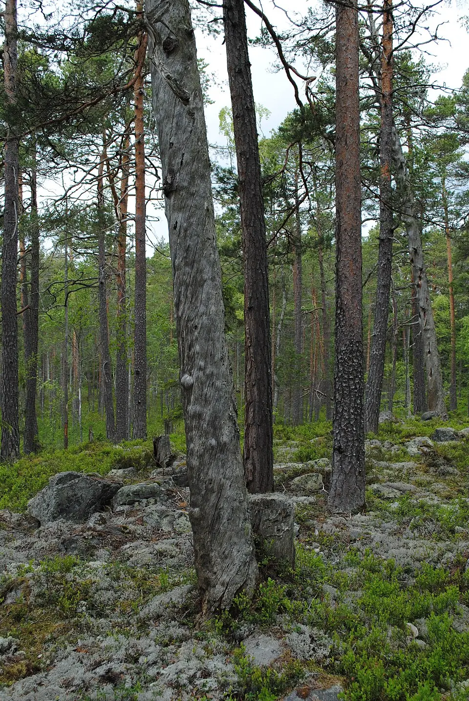 Hådells gammelskog
