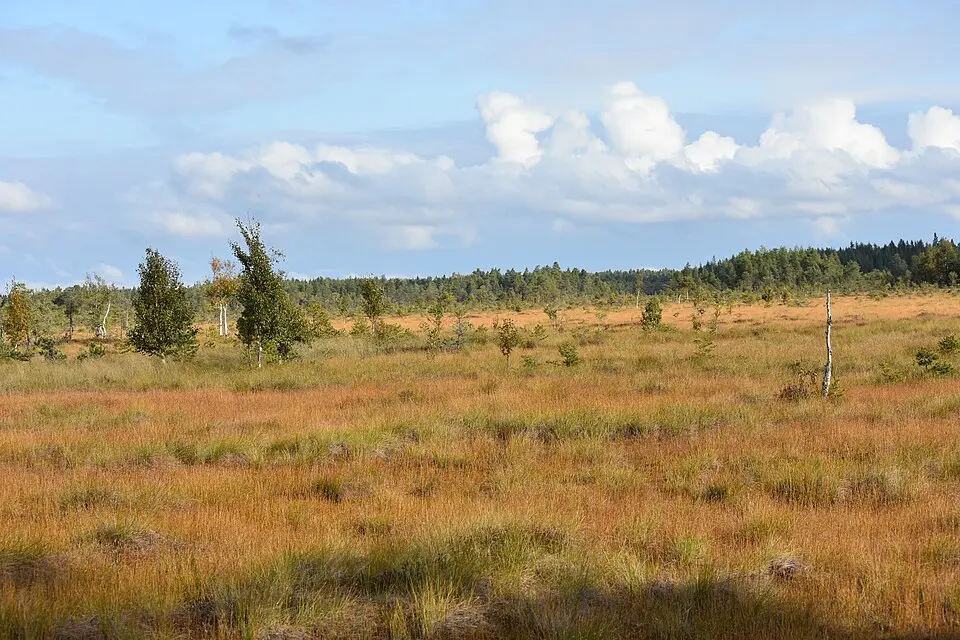 Kärnskogsmossen