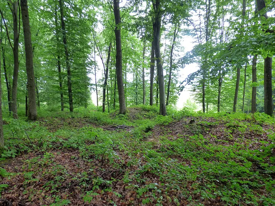 Obrázok: Niki.L · CC BY-SA 4.0 Hügelgräberfeld im Hainfelder Schloßwald
