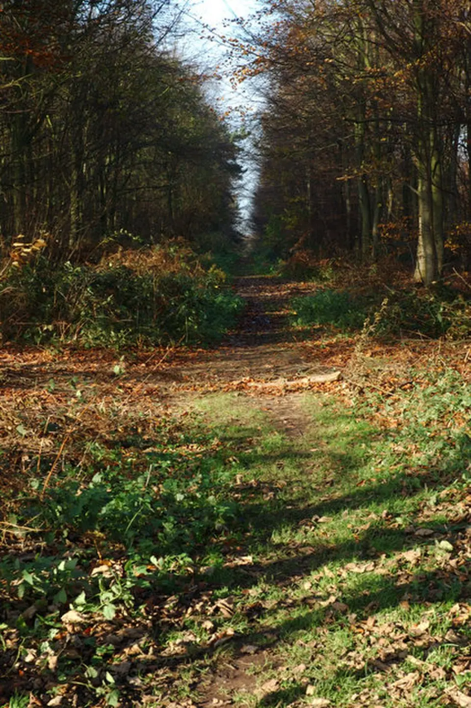 Pohrebisko Heath Wood