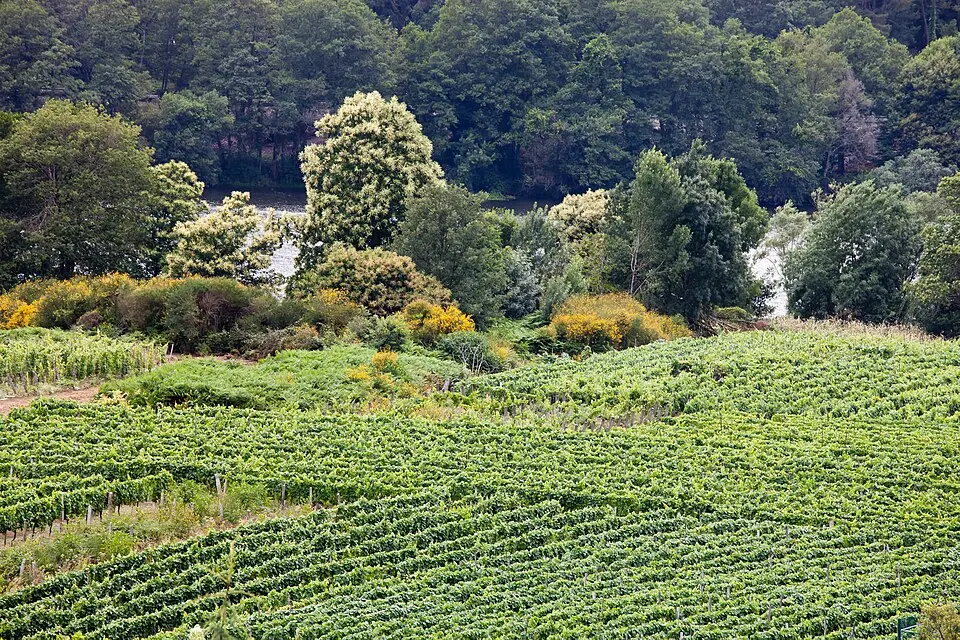 Comarca del Ribeiro