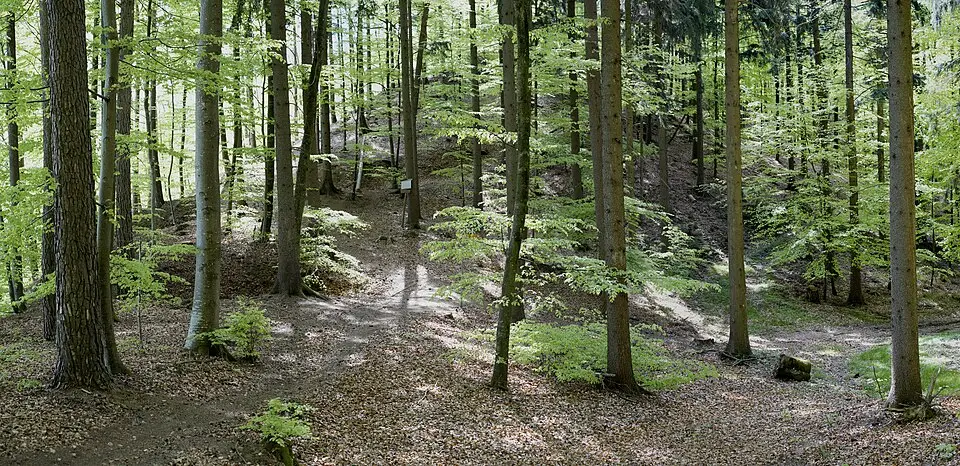 Schwedenschanze (Frickingen)