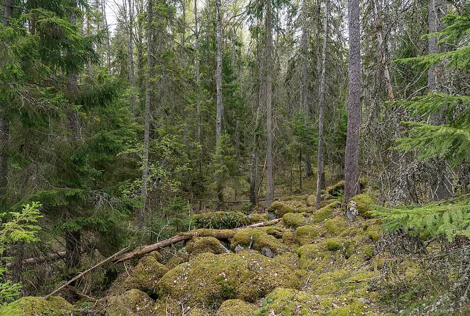 Hemfallets naturreservat