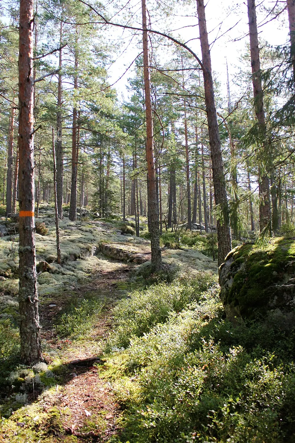 Blåberget vid Persbo