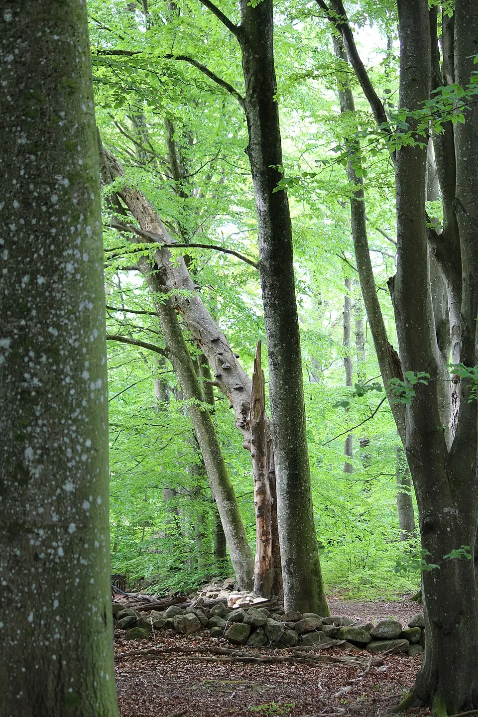 Hjärnarps prästaskogs naturreservat