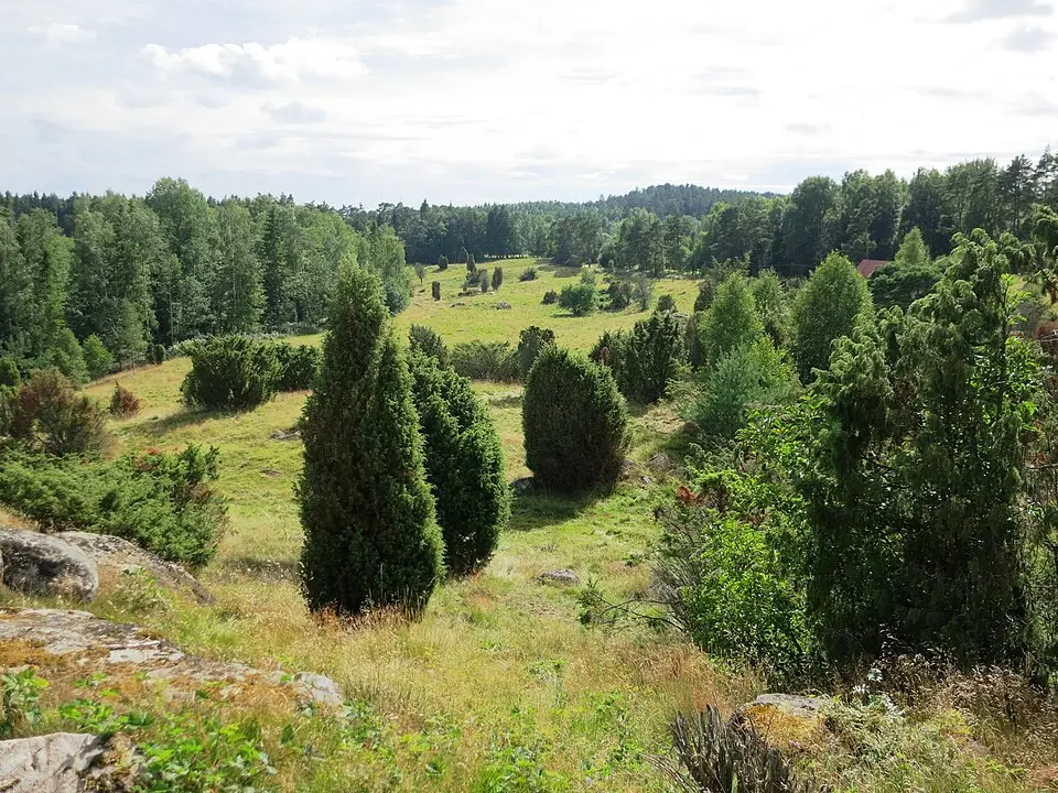 Hollandsbjär