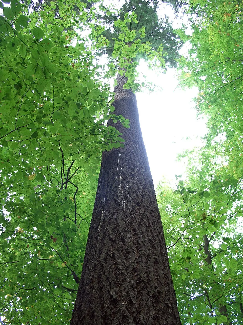 Arboretum Freiburg-Günterstal