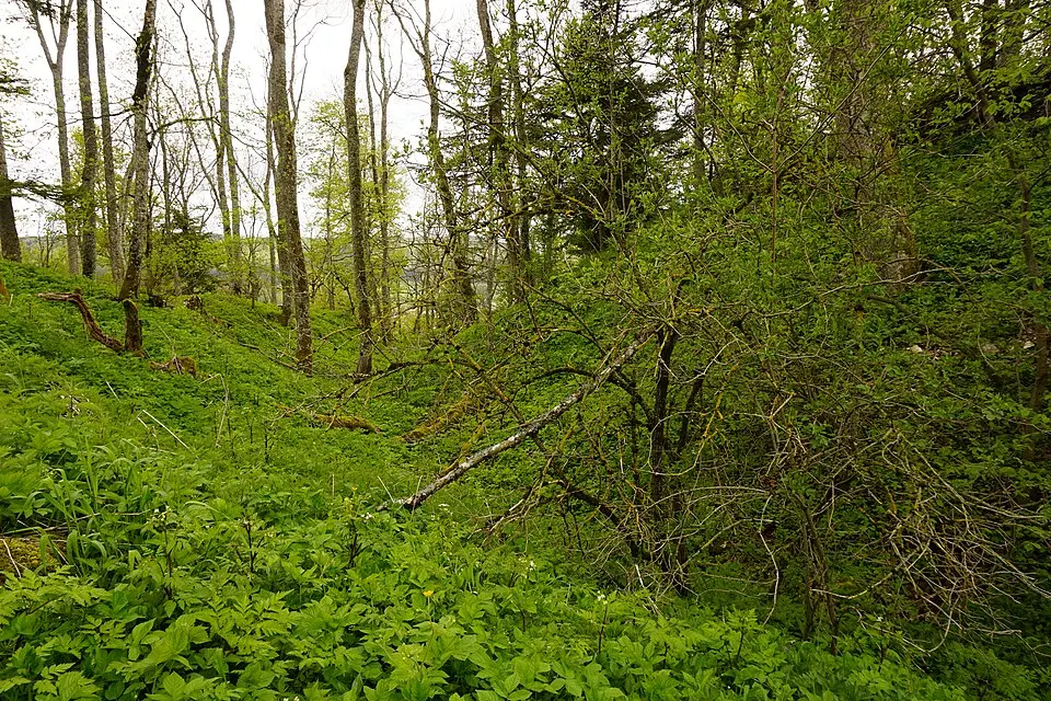 Burg Hohenlupfen