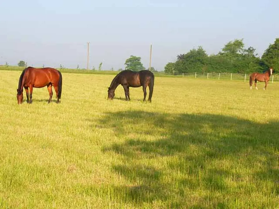 Washmere Green