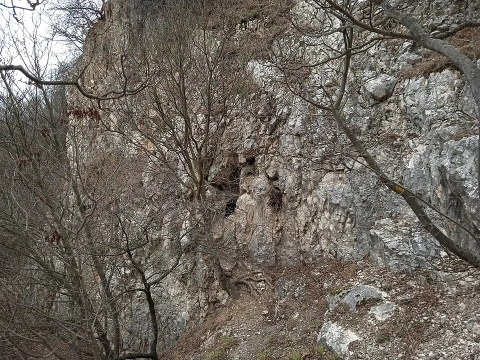 Hosszúerdő-hegyi-rókalyuk