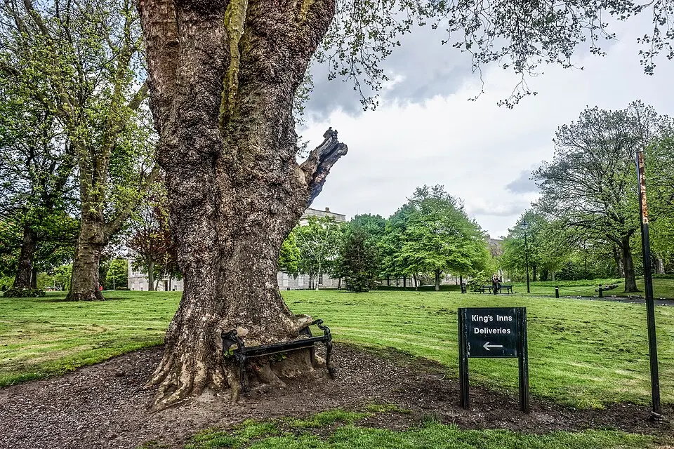 Obrázok: William Murphy · CC BY-SA 2.0 Hungry Tree