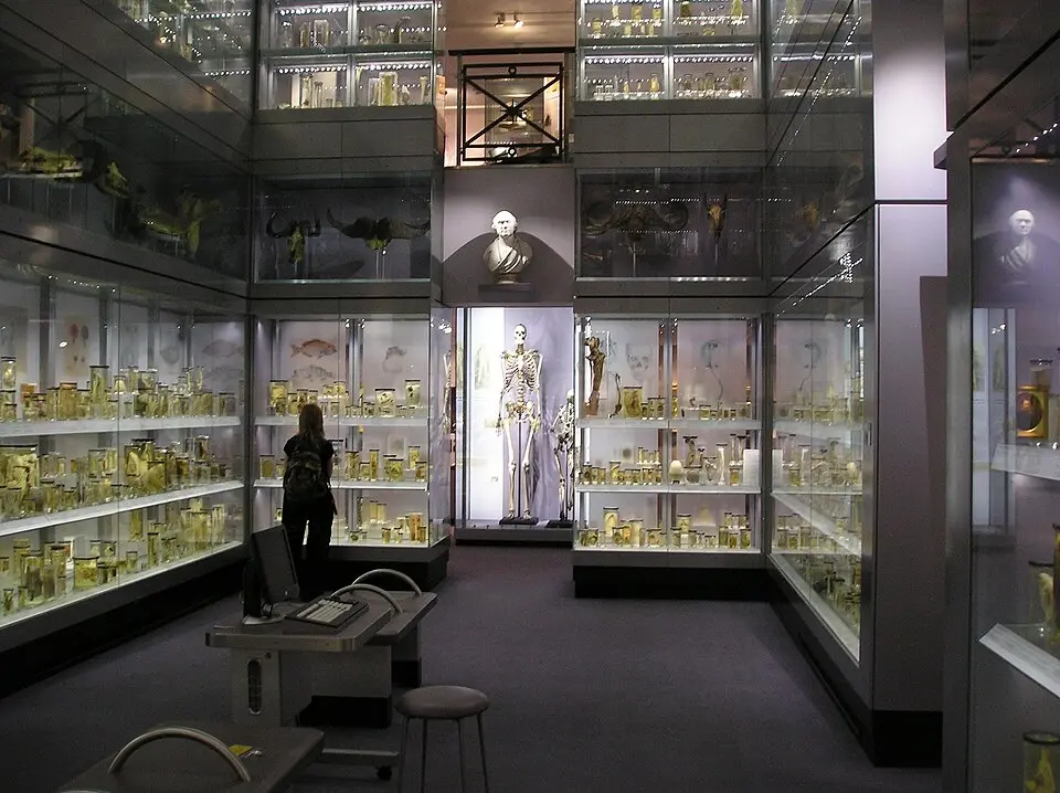 Museum Hunterian