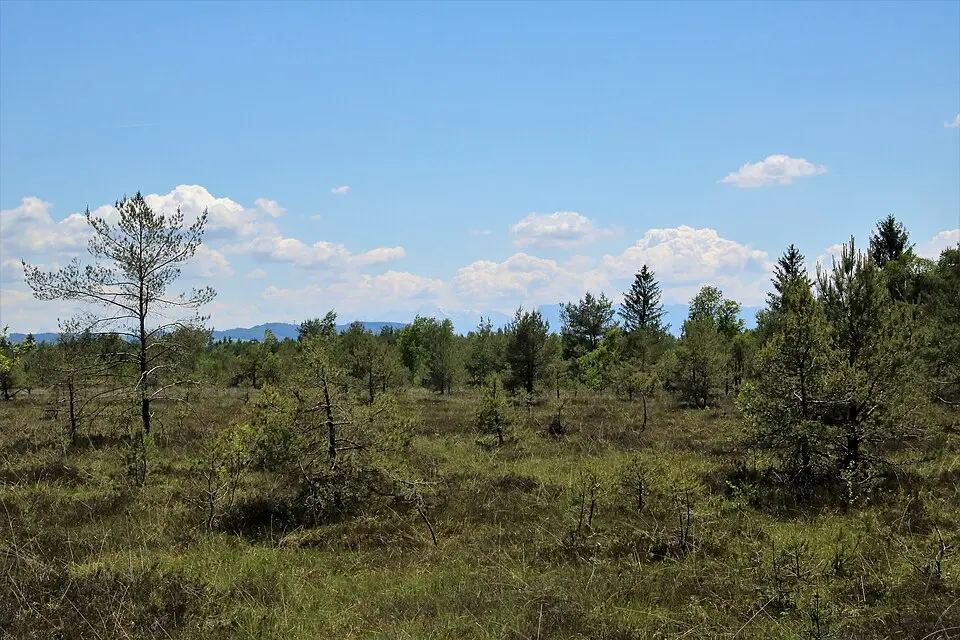 Ibmer Moor