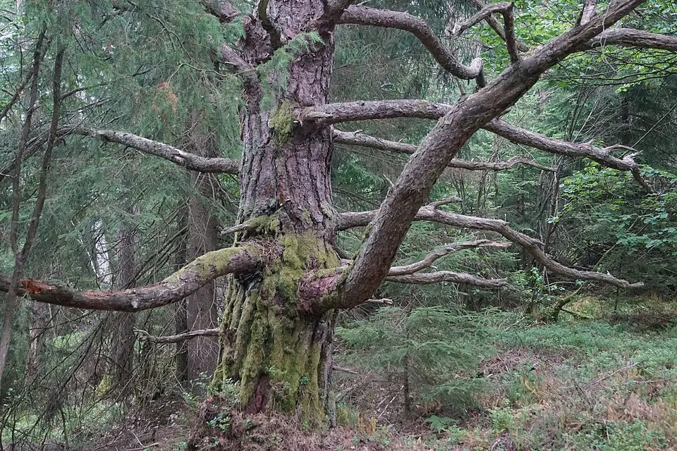 Iglekärrs naturreservat
