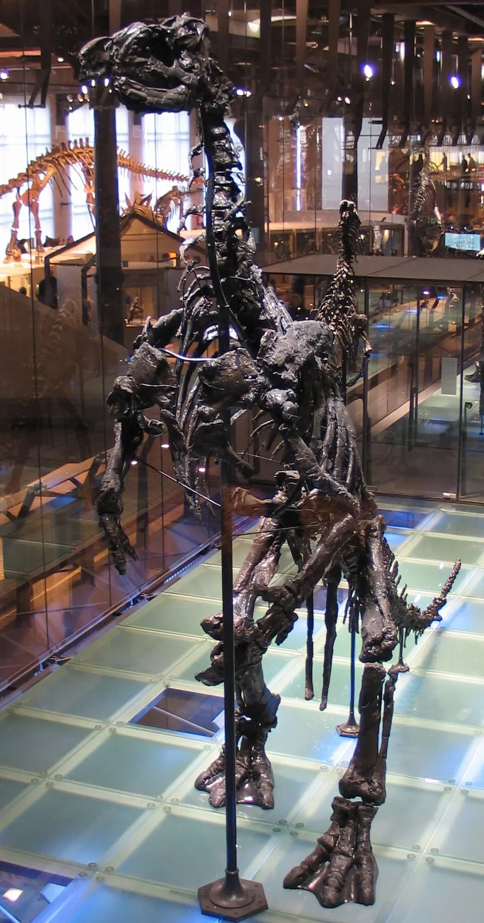 Iguanodon bernissartensis-beenderlagen