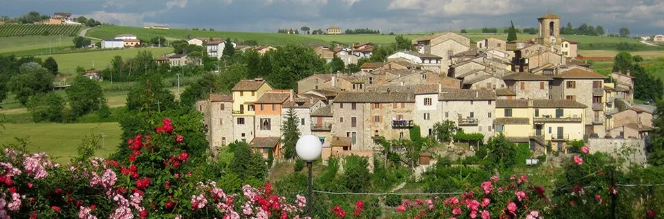 Morcella