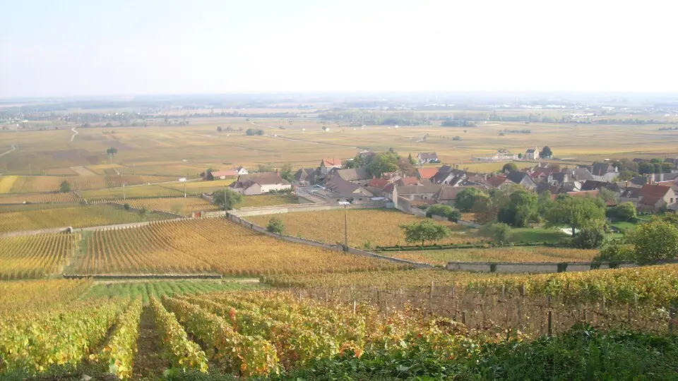 Vignoble de la côte de Beaune