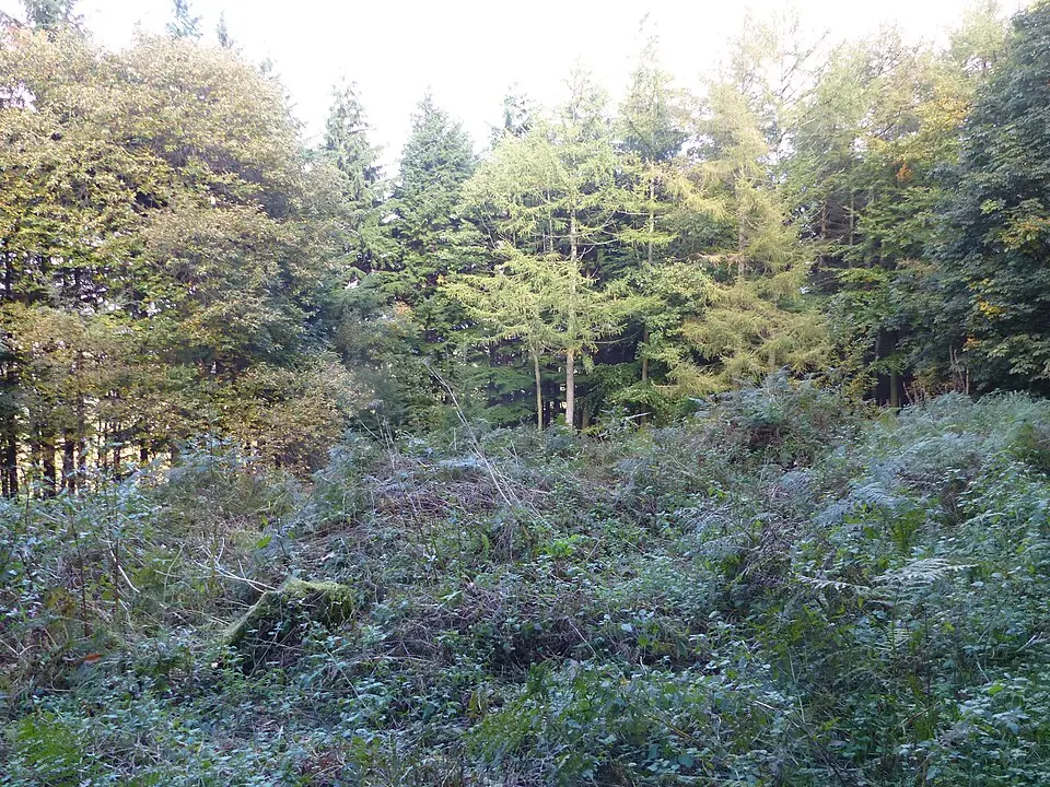 Roman period native settlement in Danefield Wood, 490m south west of Stubbings Farm