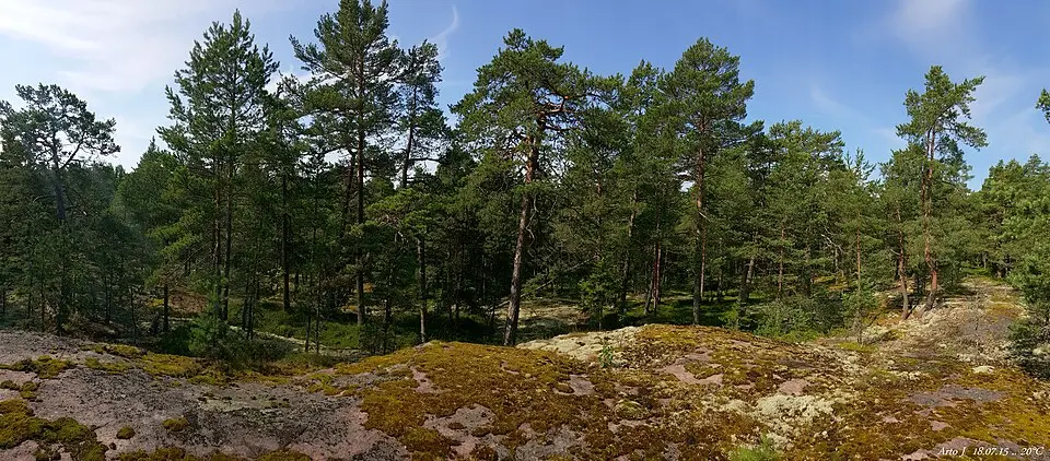Iso Vasikkasaari