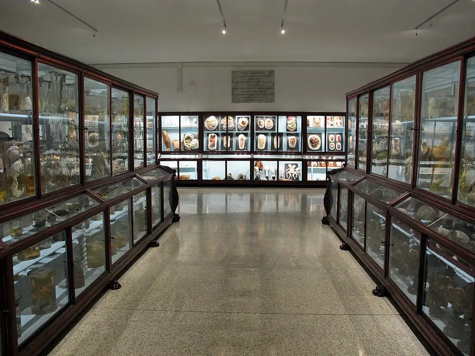 Museo di storia naturale sezione biomedica