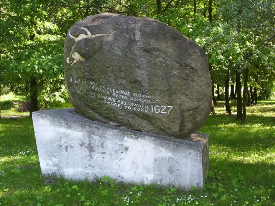 Jaktorów