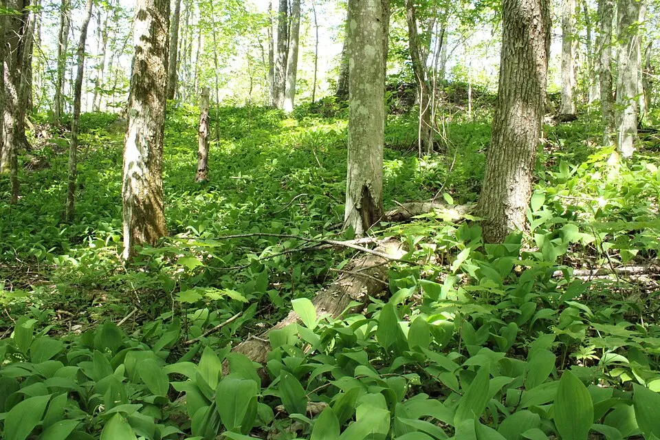 Jönsbacken