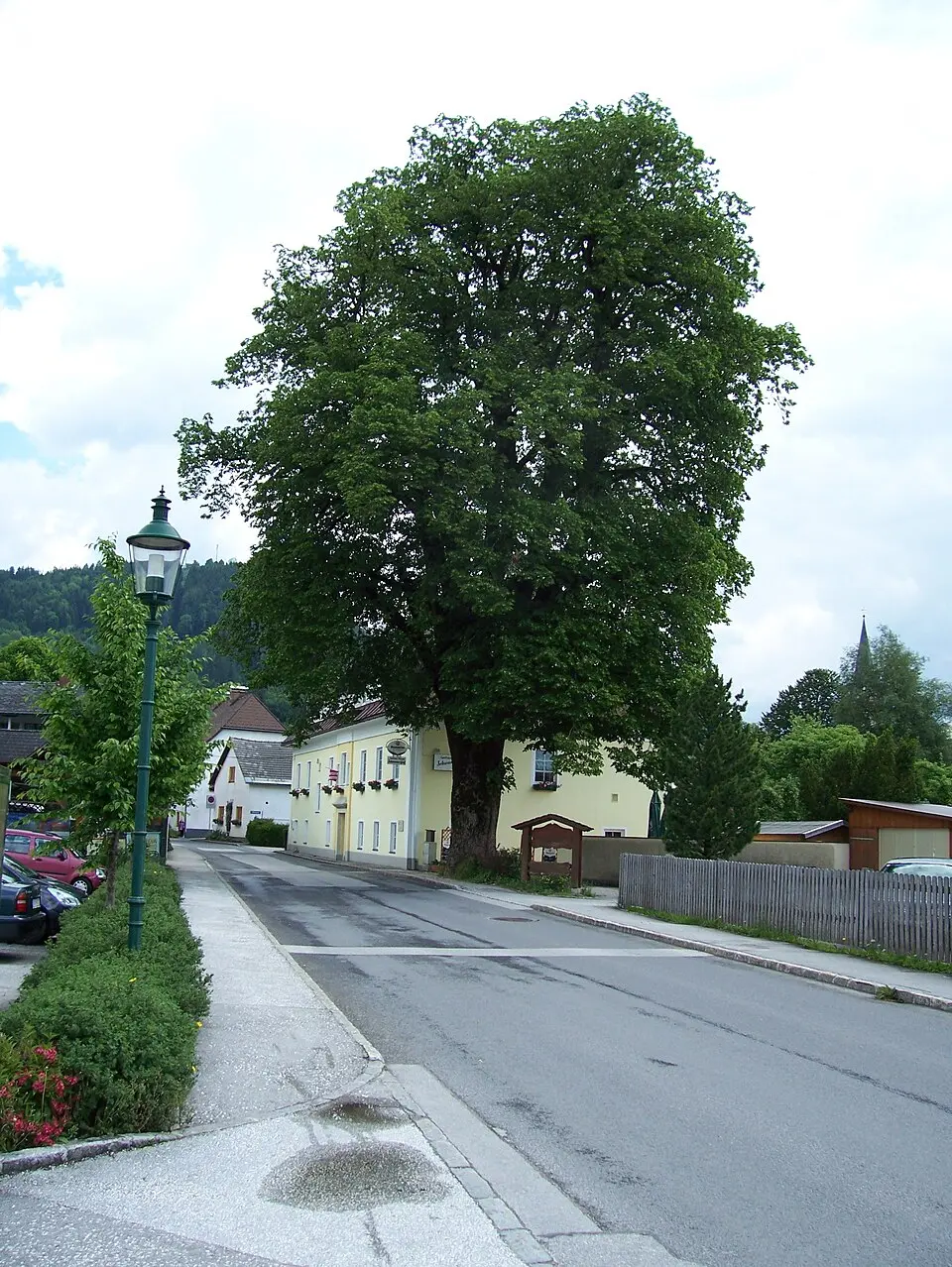 Forsthoflinde bei der Forstverwaltung Rosenau