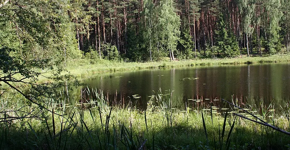 Bory Tucholskie
