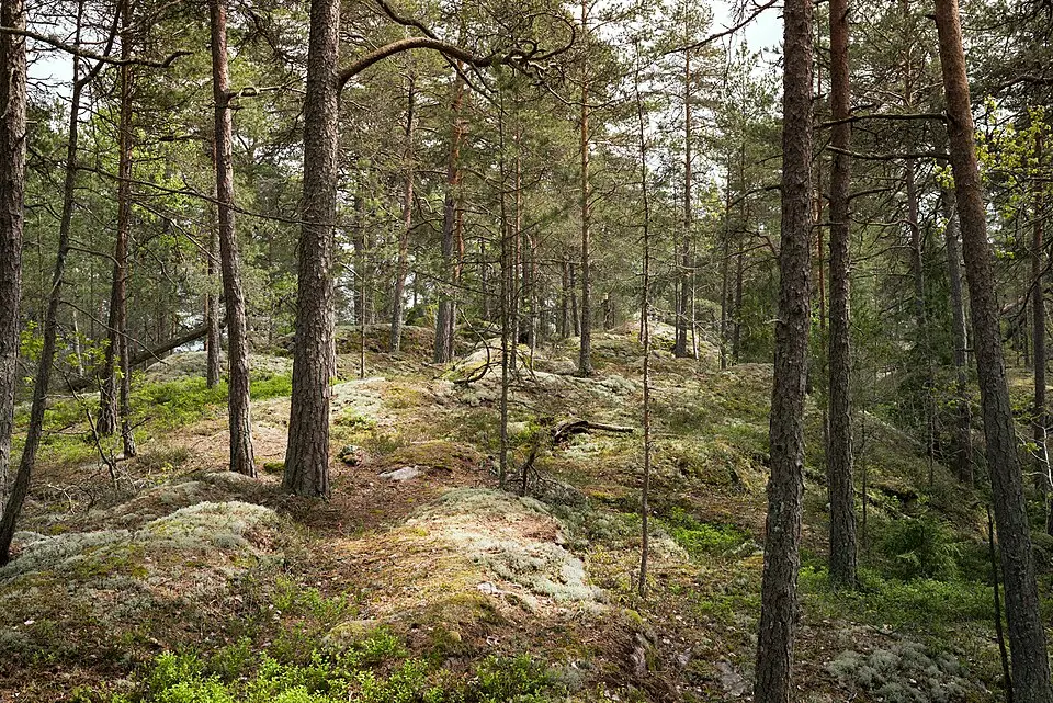 Jursla gammelskog