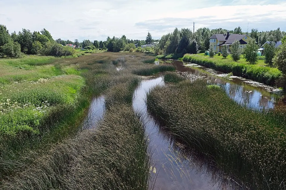 Kaakamojoki