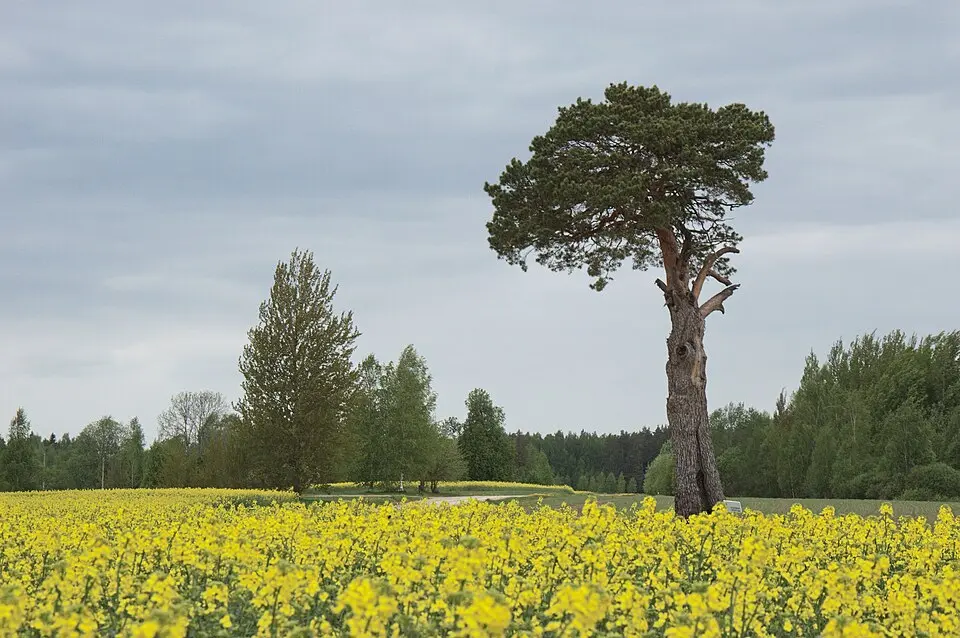 Väike-Veerksu