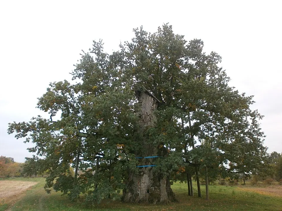 Kaives Senču ozols