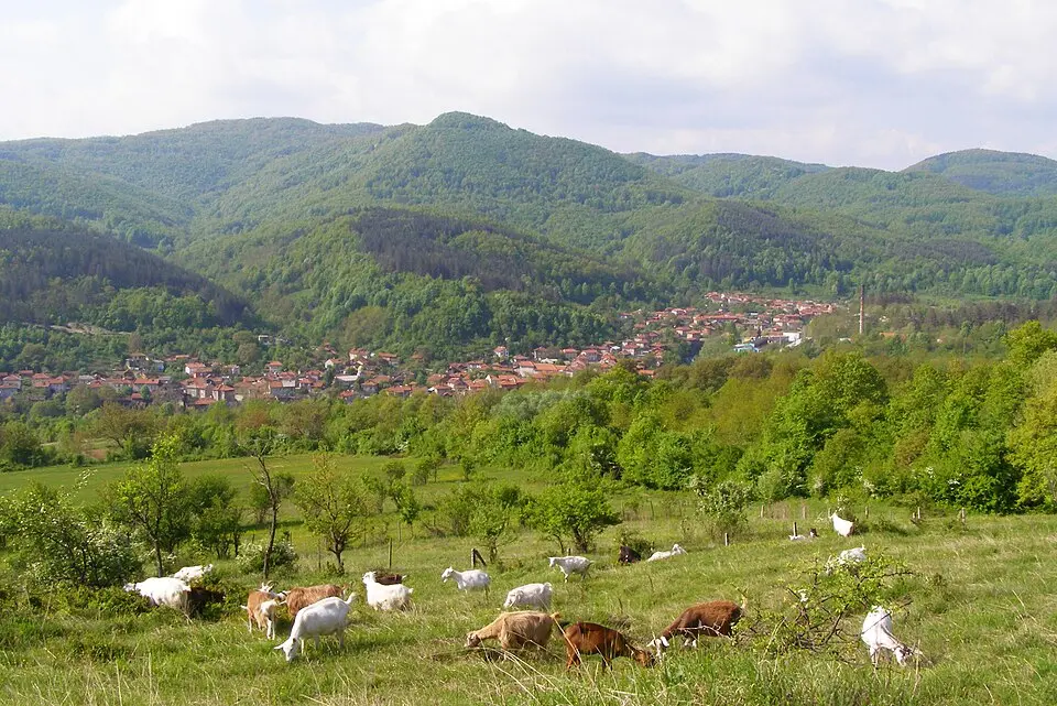 Калейца