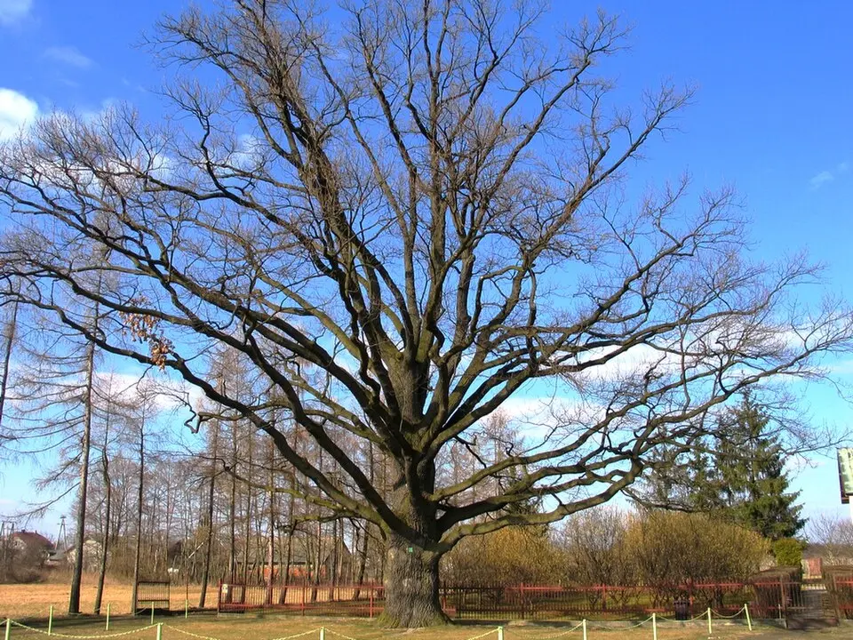 Kampinos