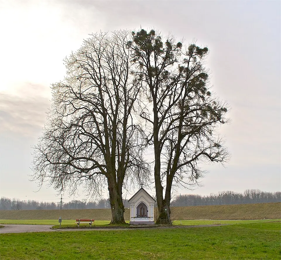 Kastanie und Linde bei der Grüner Kapelle