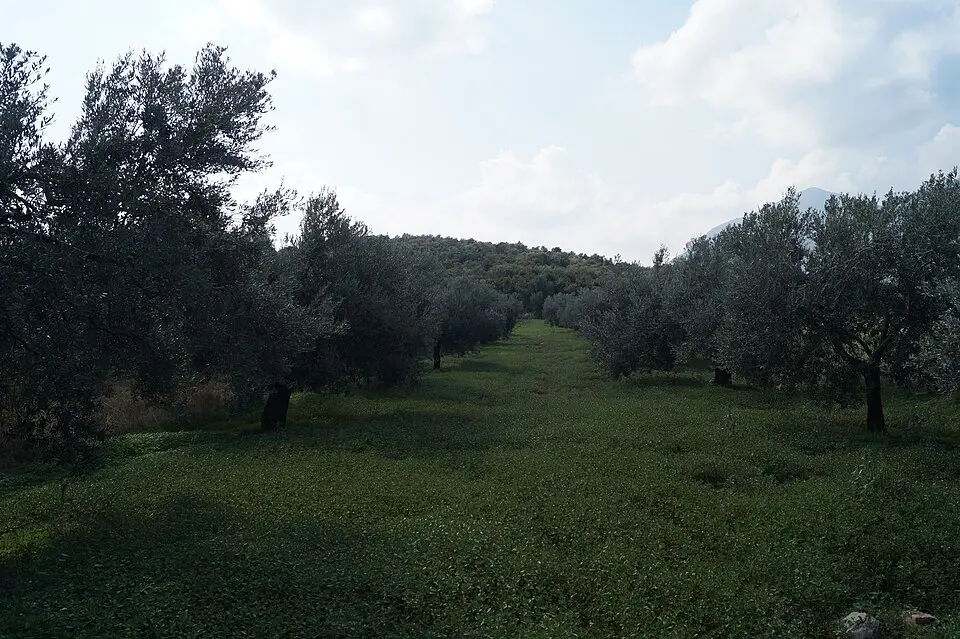 Βασσά