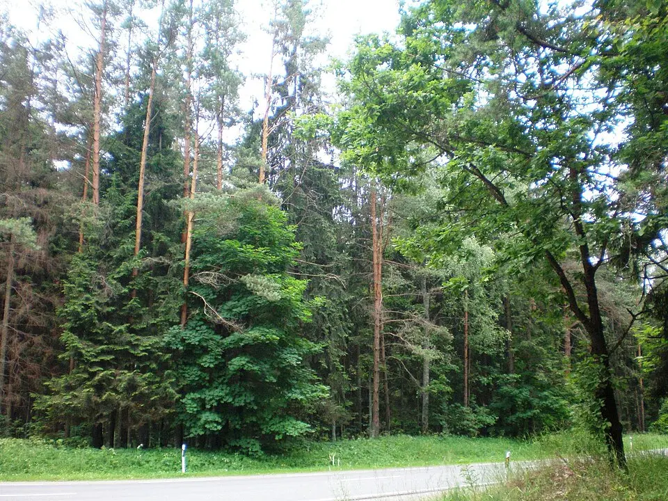 Kazlų Rūdos savivaldybė
