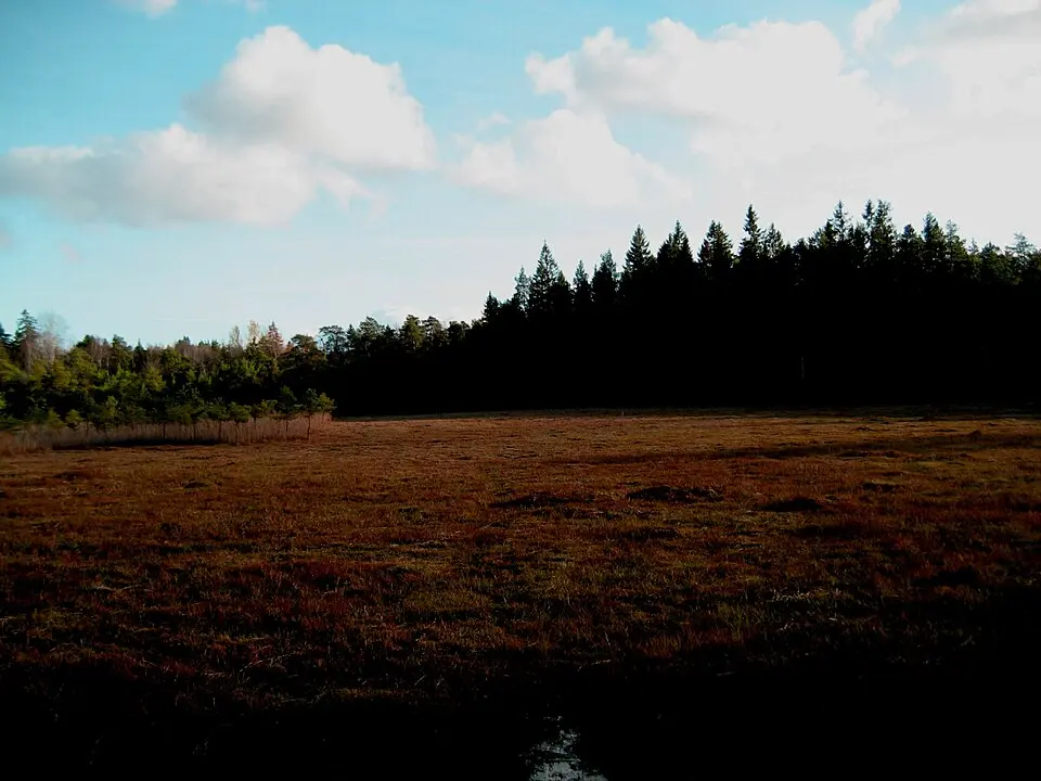 Kärna mosse