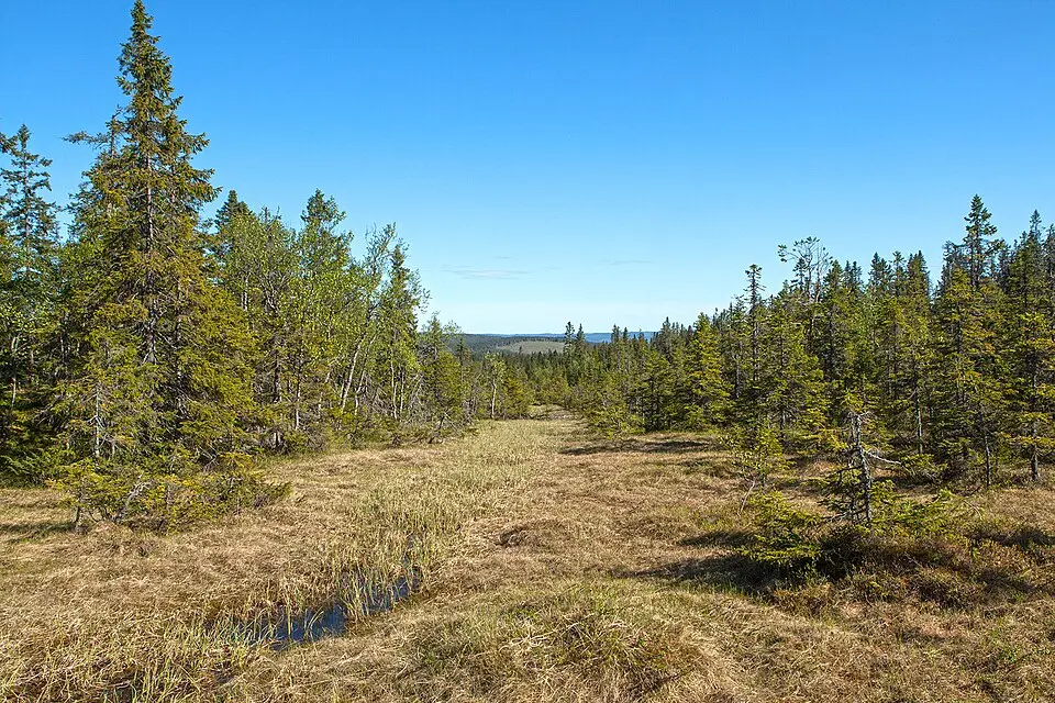Kålhuvudet