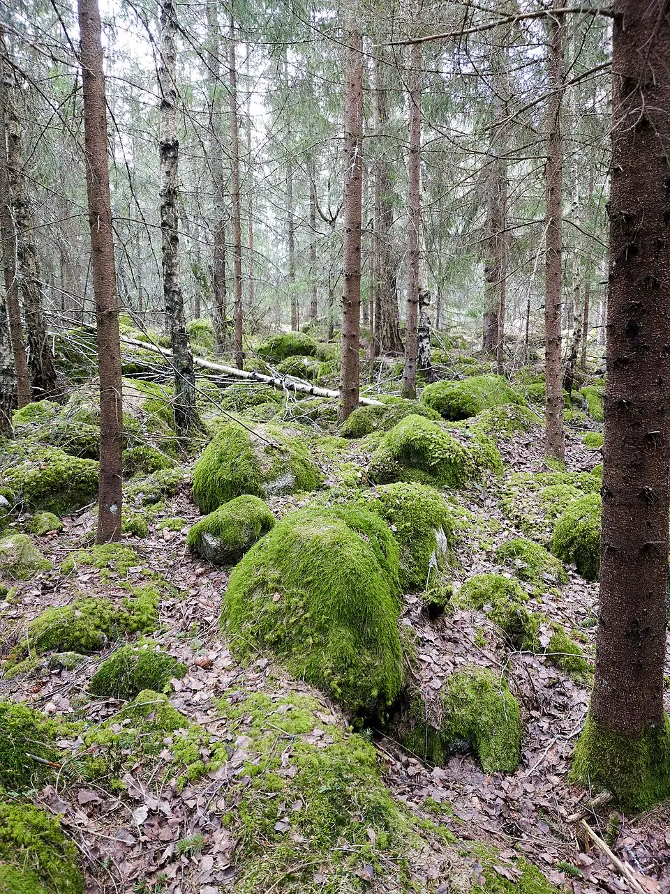 Kilinge naturreservat