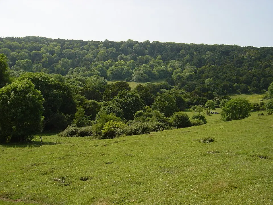 Kingley Vale National Nature Reserve