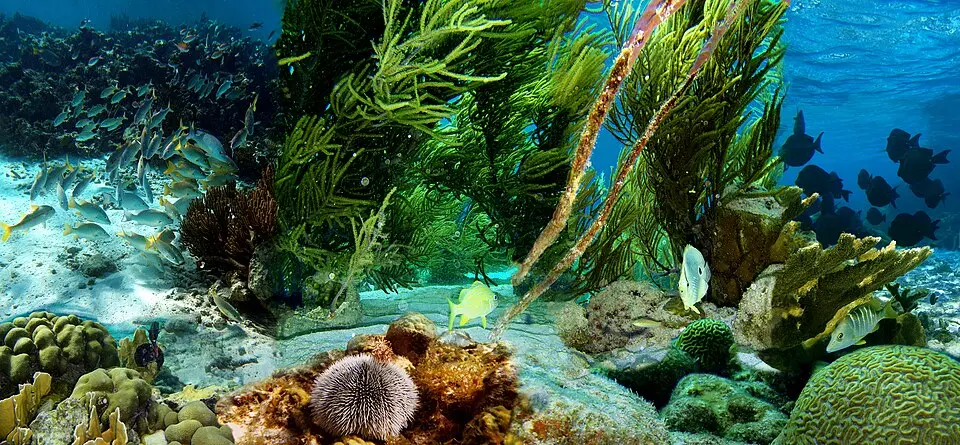 parc national maritime de Bonaire
