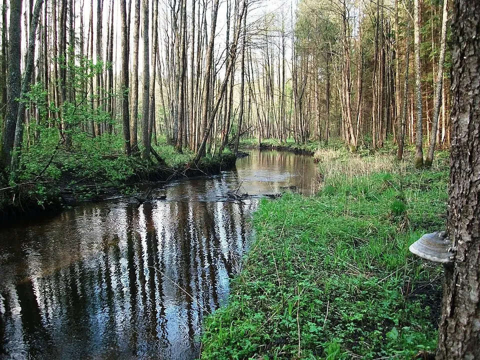 Сарачанка