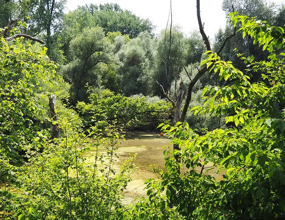 Giriz