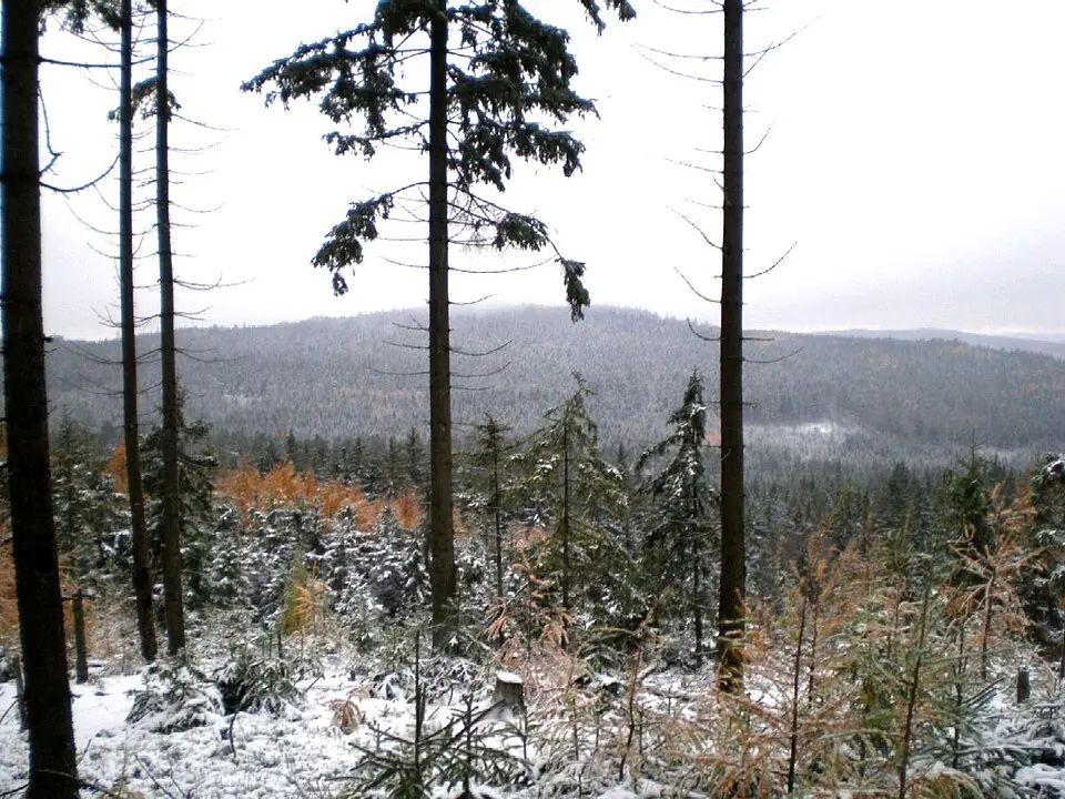 Kočka