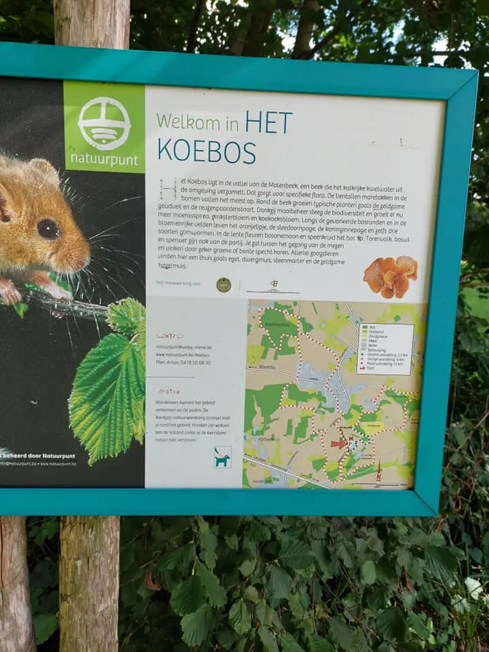 Koebos