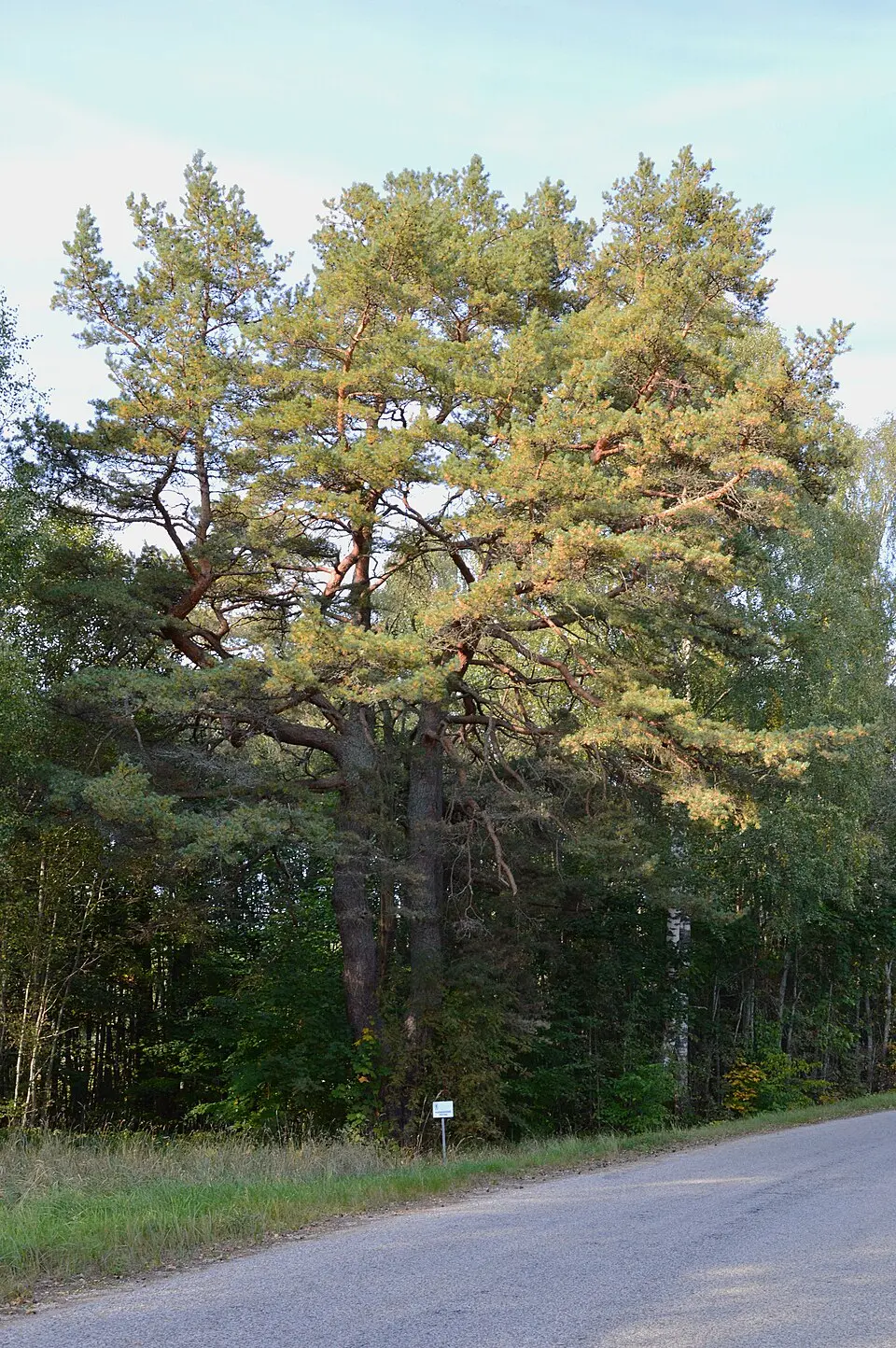Kornitsa