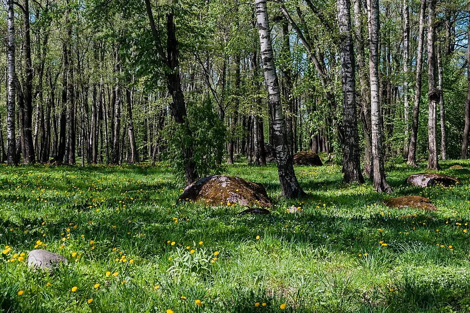 parc aux bouleaux