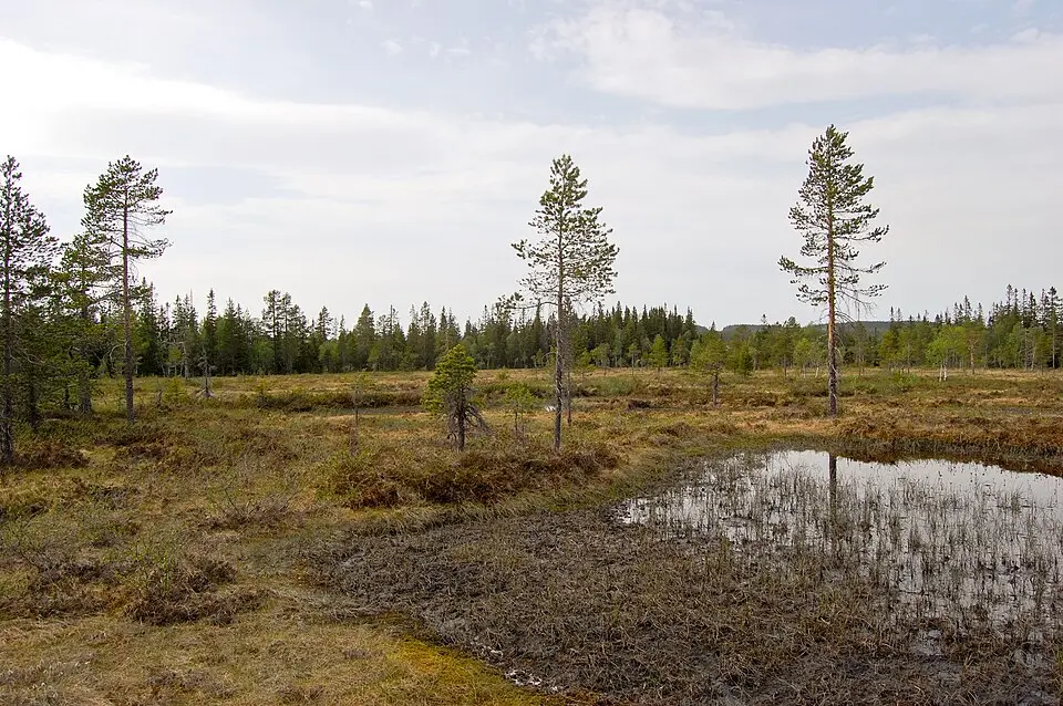 Koppången