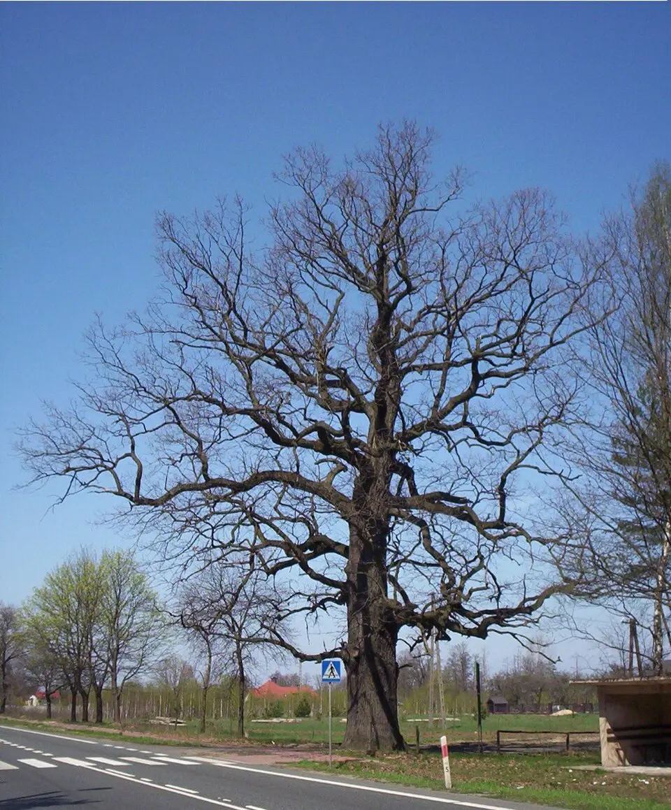 Korytów